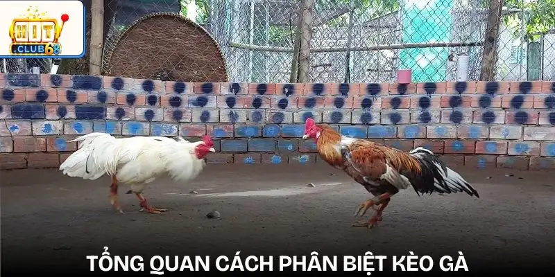 cach nhan biet ga keo tren keo duoi tong quan
