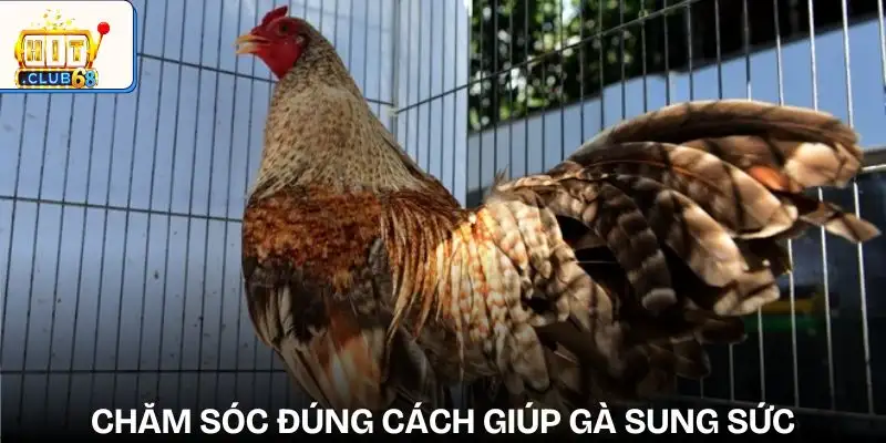 nhung yeu to anh huong den ket qua da ga che do cham soc