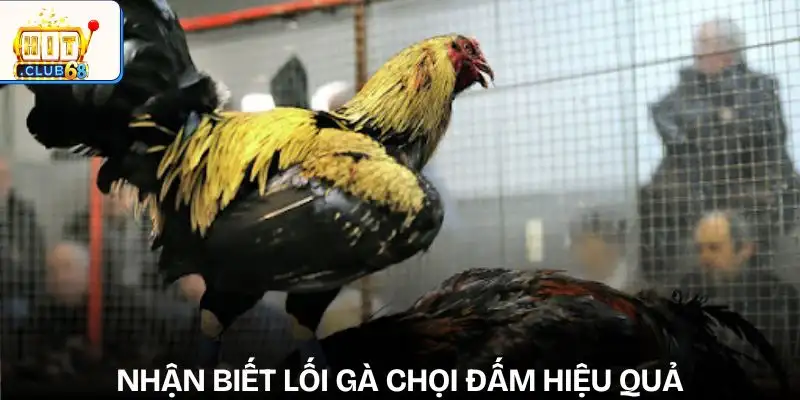 phan tich loi da ga de du doan ket qua cach nhan biet don loi ga choi dam